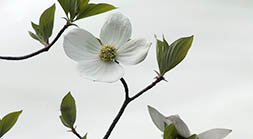 Single Dogwood Blossom
